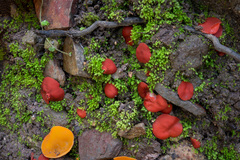 Melastiza cornubiensis