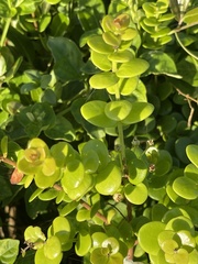 Eugenia capensis capensis