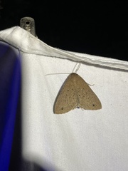 Scotorythra gomphias