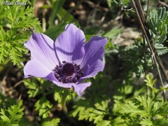 Anemone coronaria