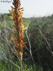 Asphodeline lutea