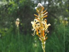 Asphodeline lutea