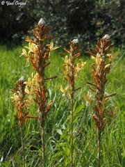 Asphodeline lutea
