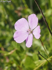 Erodium subintegrifolium