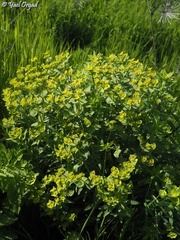 Euphorbia terracina