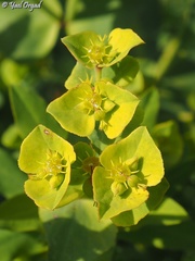Euphorbia terracina