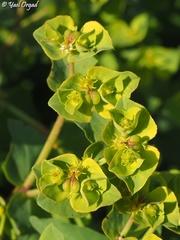 Euphorbia terracina