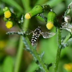 Eupeodes volucris