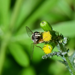 Eupeodes volucris