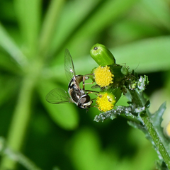Eupeodes volucris