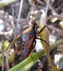 Rhynocoris iracundus