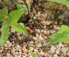 Polyrhachis militaris