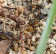 Polyrhachis militaris