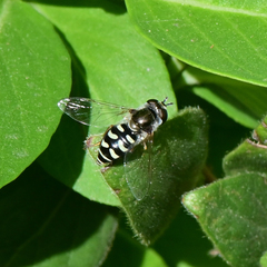 Eupeodes volucris