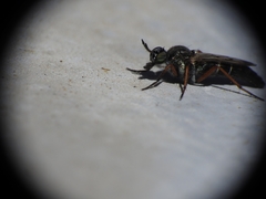 Chromolepida clavitibia