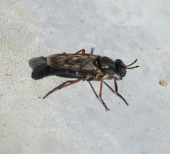Chromolepida clavitibia