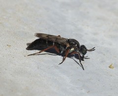 Chromolepida clavitibia