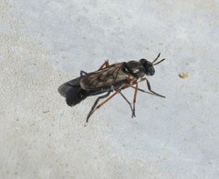 Chromolepida clavitibia