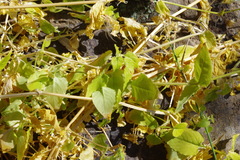 Stellaria chilensis