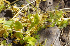 Stellaria chilensis