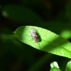 Acalyptratae