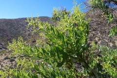 Spinoliva ilicifolia