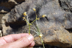 Stellaria chilensis