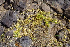 Stellaria chilensis