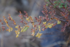 Pellaea myrtillifolia