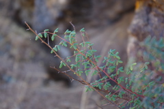 Pellaea myrtillifolia