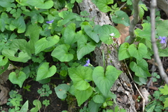 Viola affinis