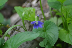 Viola affinis