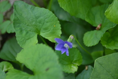 Viola affinis