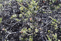 Krameria cistoidea