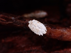 Arctorthezia occidentalis