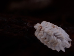 Arctorthezia occidentalis