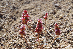 Pleurophora polyandra