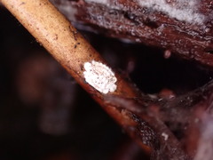 Arctorthezia occidentalis