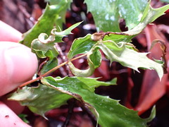 Aceria caliberberis