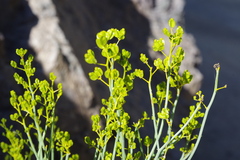 Gymnophyton