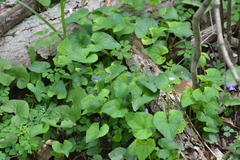 Viola affinis