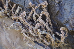 Cheilanthes hypoleuca