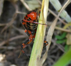 Rhynocoris iracundus