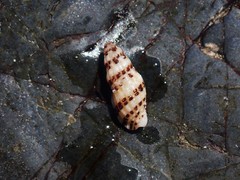 Maculotriton serriale