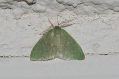Synchlora faseolaria