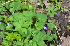Viola affinis