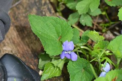 Viola affinis
