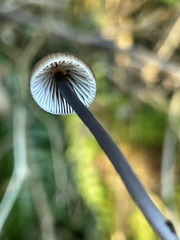 Mycena silvae-nigrae