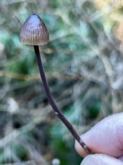 Mycena silvae-nigrae