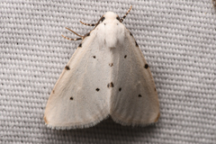 Grotellaforma lactea